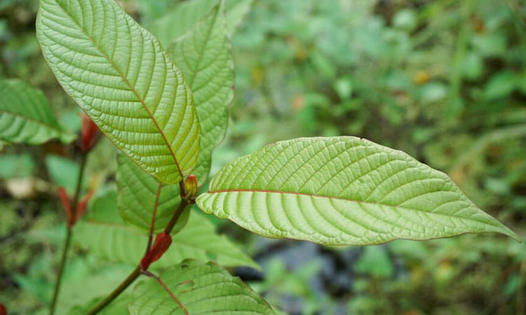 Kratom For Clarity